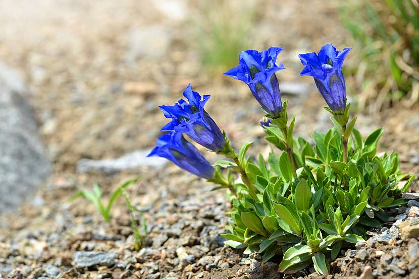 Hořec je nenáročná rostlina, se kterou si poradí i začátečníci