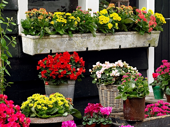 Květiny se postarají o překrásnou výzdobu balkonu (Zdroj: Holandská květinová kancelář)