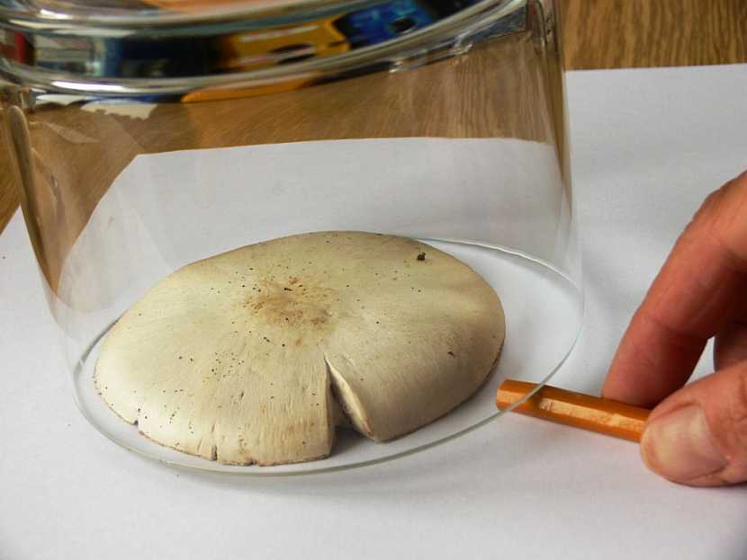 Výroba obrázku houby s rámečkem