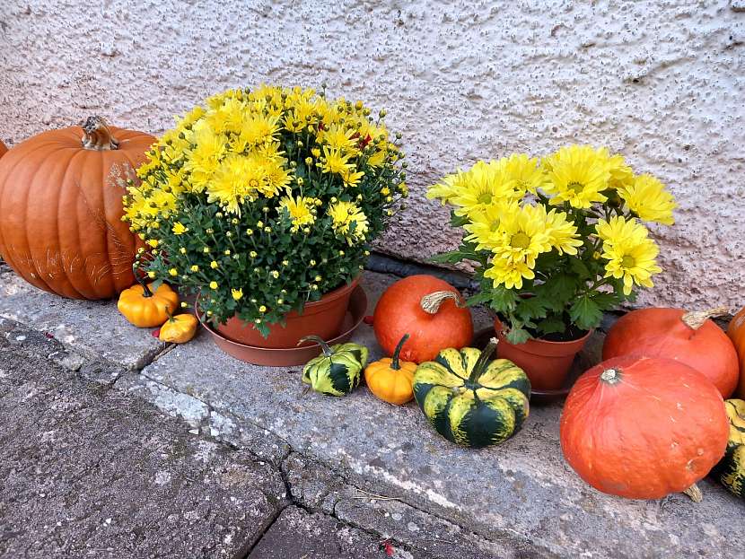 Podzimní chryzantémy slouží jako stylový prvek do dekorací