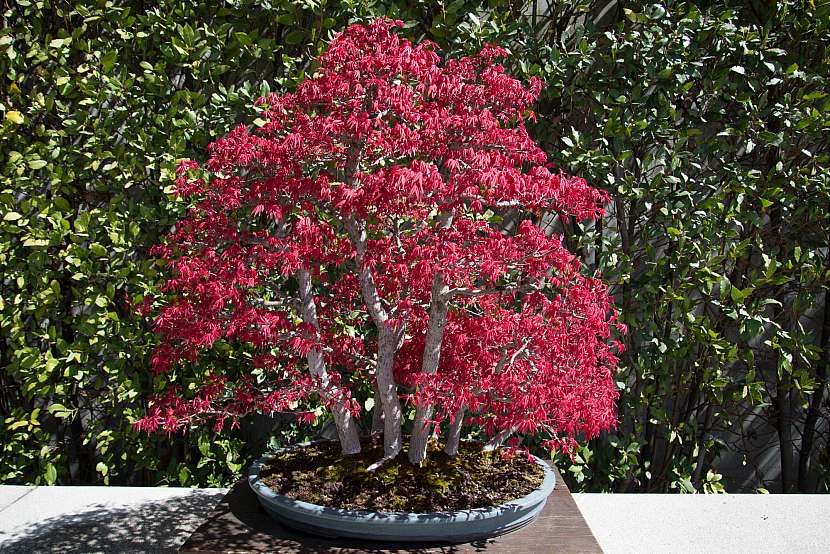 Javor je možné pěstovat i jako bonsai
