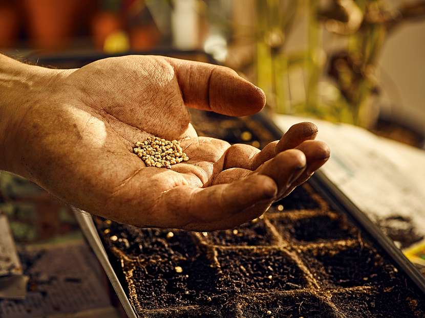 Můžete si sehnat hotové sazenice, ale lepší volbou je vypěstování vlastních přímo ze semen