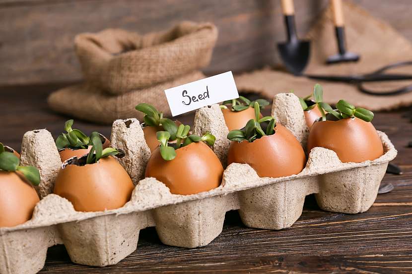 Využijte skořápky od vajec k předpěstování rostlin i na zahradě v průběhu roku
