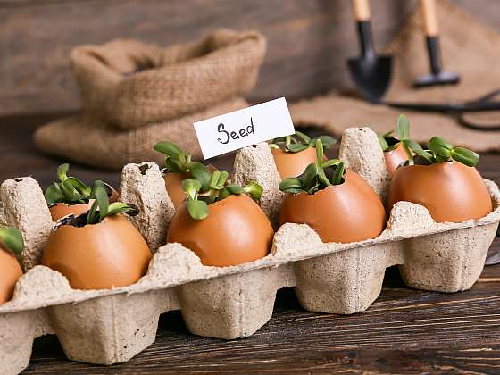 Využijte skořápky od vajec k předpěstování rostlin i na zahradě v průběhu roku