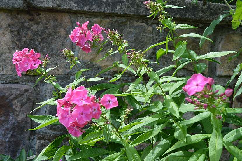 Víte, čím se liší Clematis a Phlox? Vypěstujte si plaménky!