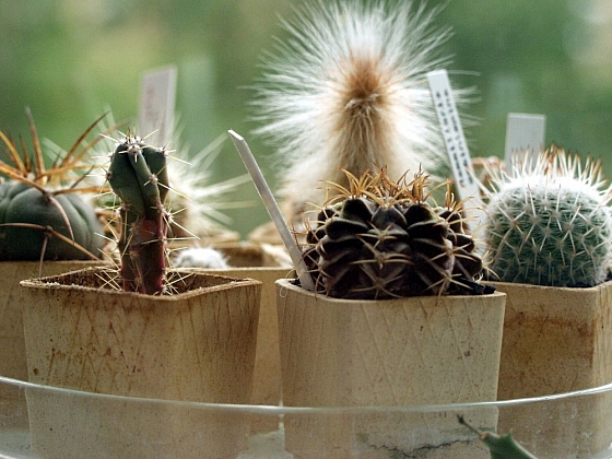 Kaktusy a sukulenty pomáhají relaxovat