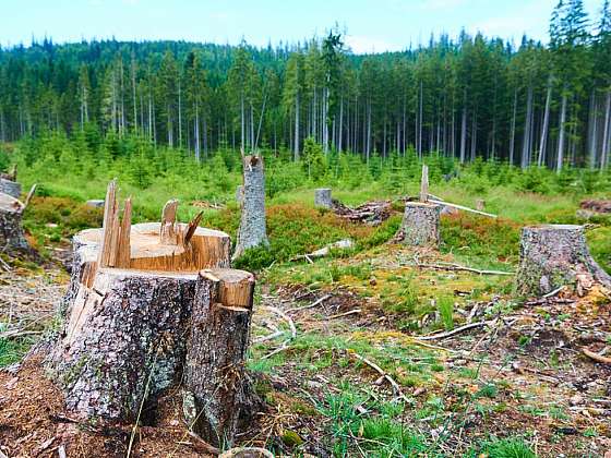 Guerilla foresting aneb Zachraňme společně naše lesy