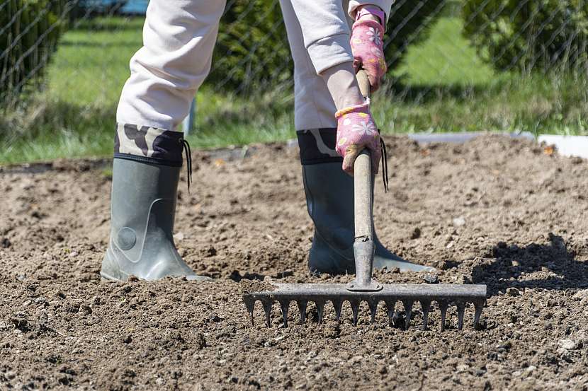 Příprava půdy kypřením hráběmi je efektivní na malých plochách (Zdroj: Depositphotos (https://cz.depositphotos.com))