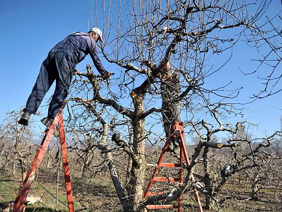 otevřít: Moje jabloň vypadala jako dikobraz, pak přišel zlom: Tenhle trik zahradníků vše změnil