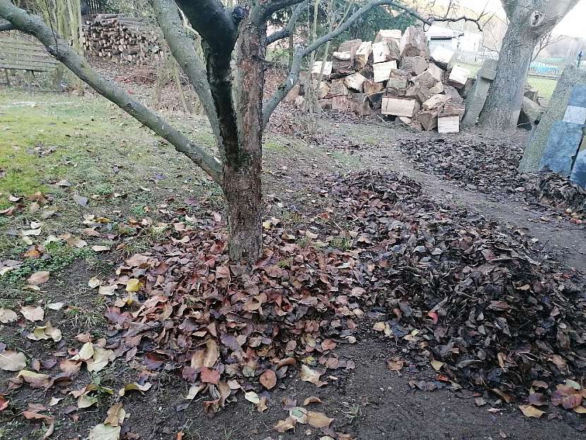 Listí z ořešáku jako ochrana stromů před mrazy