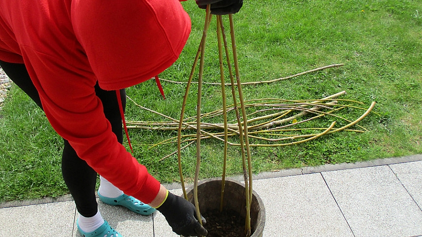 Jak pěstovat hrášek v nádobě: konce větví spojte provázkem