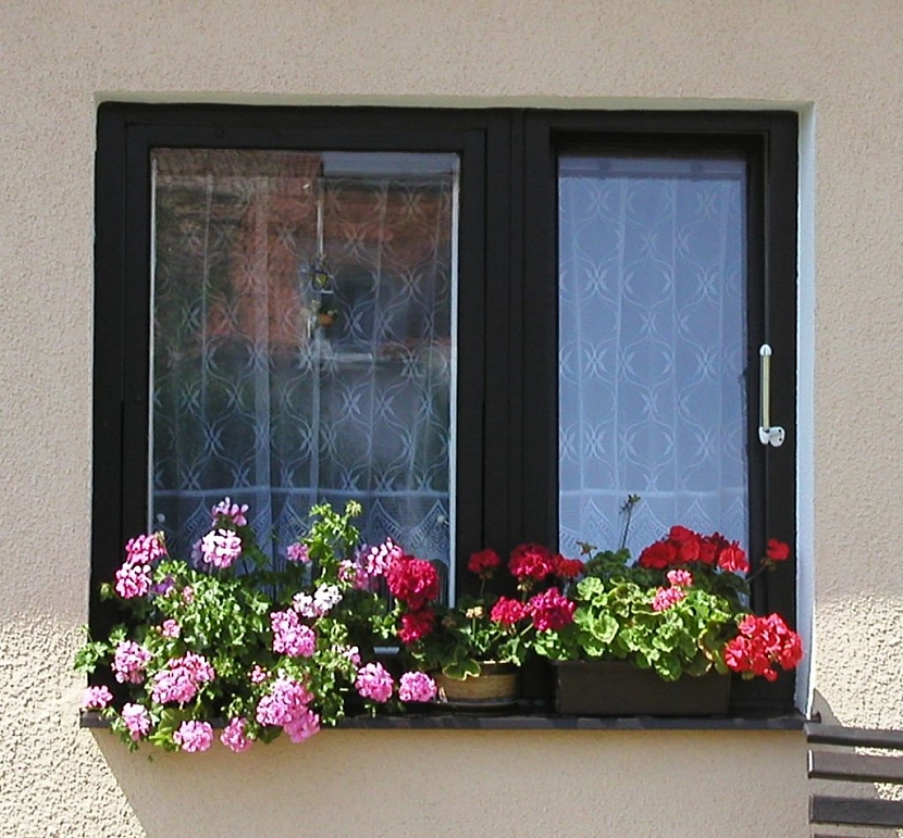 Jak pěstovat balkónové květiny