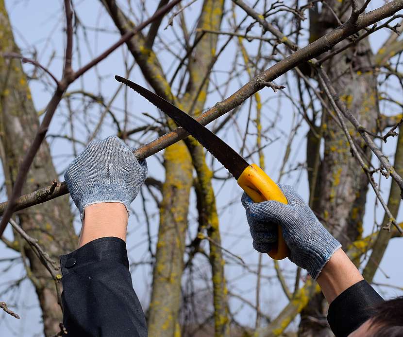 Důležité je věnovat péči řezným ranám, kde snadno proniká infekce