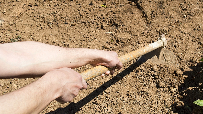 Pěstování cibule: záhon přes výsadbou či výsevem zbavte plevelu, uhrabejte a vyrovnejte.