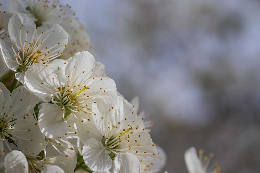 Třešňové květy jsou na mrazy velmi citlivé