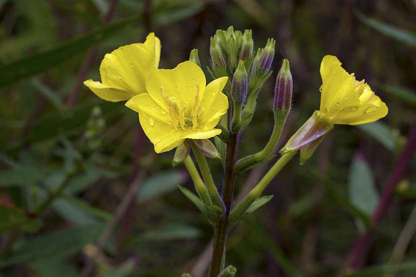 Pupalka kvete zářivě žlutými květy