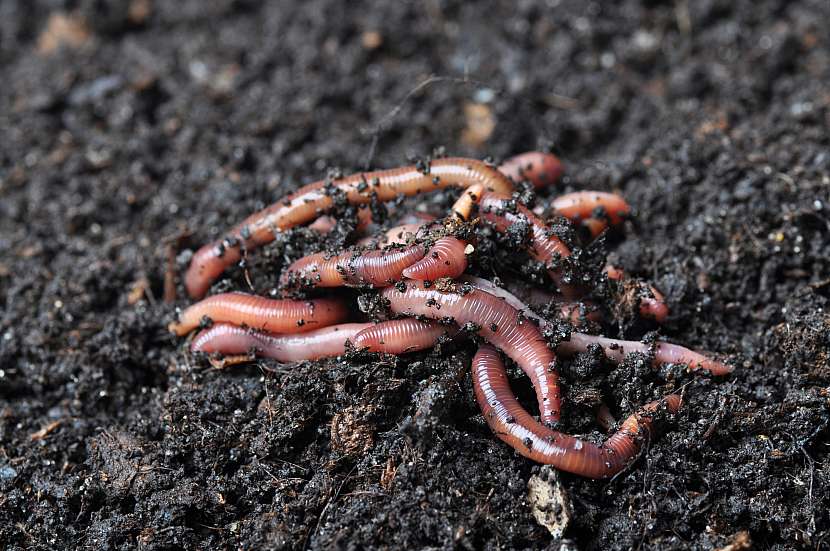 S procesy v kompostu pomáhají žížaly
