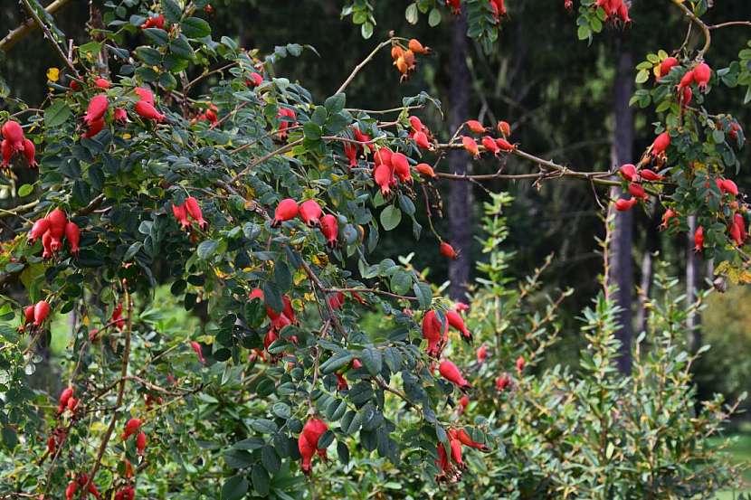 Používání pesticidů a herbicidů může ptákům ublížit, protože se mohou otrávit nebo přijít o zdroje potravy