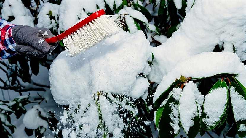 Zahrada v únoru: při sněhové nadílce setřásáme sníh z větví okrasných dřevin a keřů