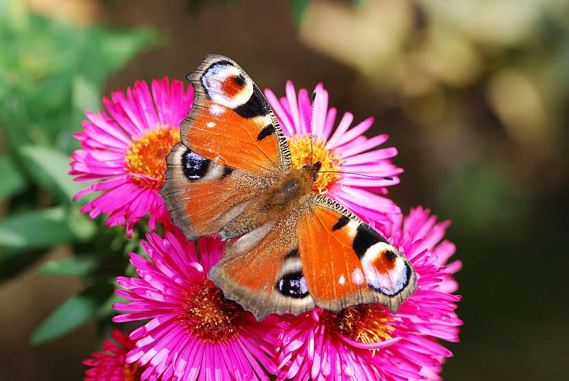 Když se rozhodnete pro pěstování hvězdnic, potěšíte tím i motýlí mlsaly (Zdroj: Depositphotos (https://cz.depositphotos.com))