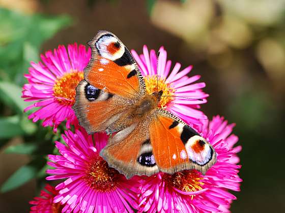 Když se rozhodnete pro pěstování hvězdnic, potěšíte tím i motýlí mlsaly (Zdroj: Depositphotos (https://cz.depositphotos.com))