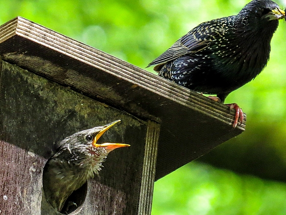 otevřít: Jak dopřát užitečným ptáčkům na zahradě bydlení podle jejich představ