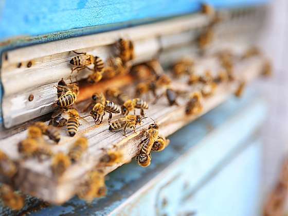 Péče o včely je celoroční záležitost (Zdroj: Depositphotos (https://cz.depositphotos.com))