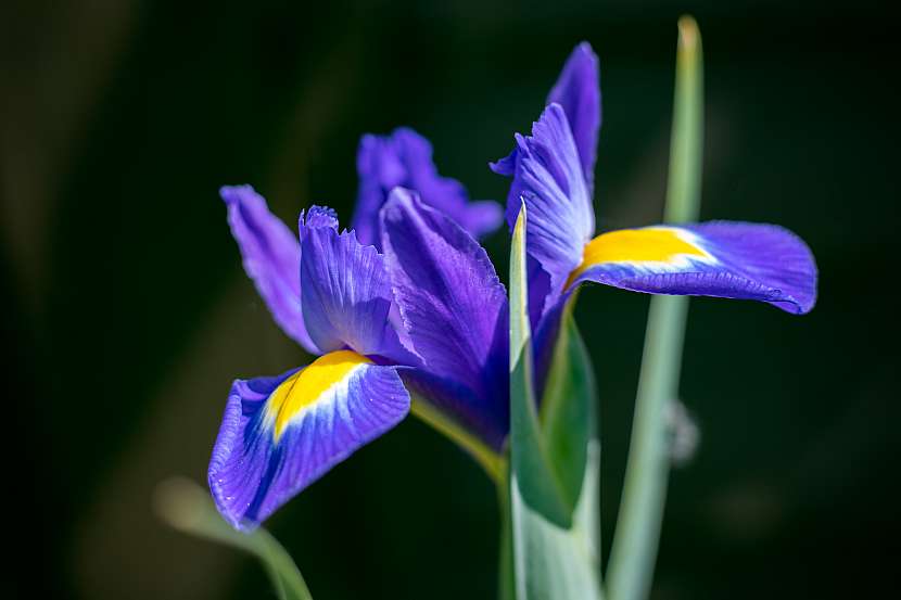 Iris reticulata patří k těm nejkrásnějším drobným jarním cibulovina. Zejména oblíbená je jeho krásně modrá forma