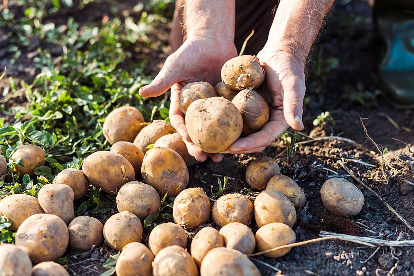 Pěstování ve věži velmi zásadně ušetří místo na zahradě