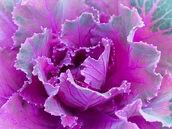 otevřít: Nádhera, která vám na záhonech vydrží i přes zimu. Seznamte se s okrasnou kapustou