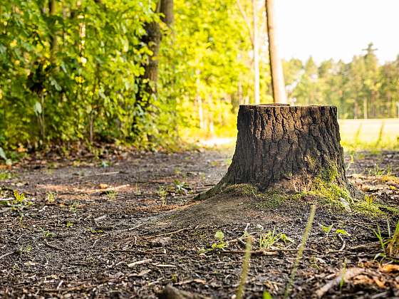 Pařez v zahradě často představuje problém, jenž je vyřešen jeho odstraněním. Jaký způsob odstranění je však ten nejlepší? 