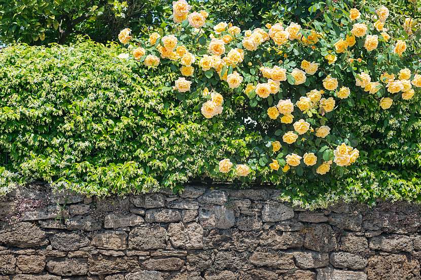 Živý plot z volně rostoucích keřů, včetně růží, vypadá velmi přirozeně (Depositphotos (https://cz.depositphotos.com))