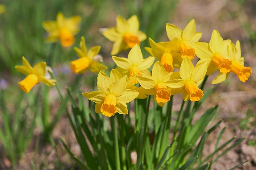 Narcisy jsou oblíbené snadno pěstovatelné jarní květiny (Zdroj: Depositphotos (https://cz.depositphotos.com))
