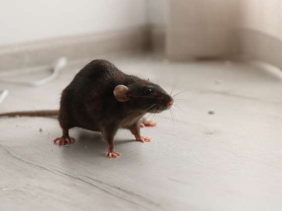 Na zimu se myši a potkani stěhují do našich příbytků (Zdroj: Depositphotos (https://cz.depositphotos.com))