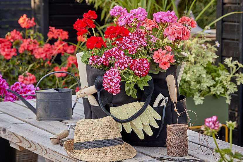 Na co myslet při nákupu muškátů? 5 tipů pro milovníky letních květin (Zdroj: Pelargonium for Europe (PfE))