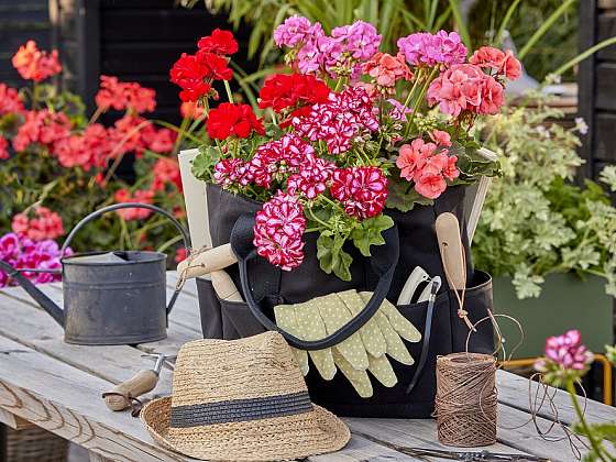 Na co myslet při nákupu muškátů? 5 tipů pro milovníky letních květin (Zdroj: Pelargonium for Europe (PfE))