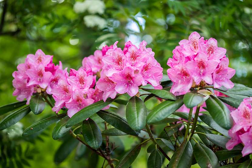 Oblíbenou rostlinou lalokonosců jsou rododendrony