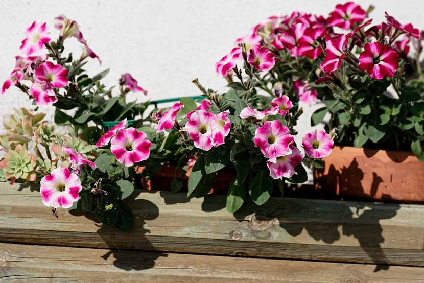 Petunie uvítají substrát pro balkonové květiny