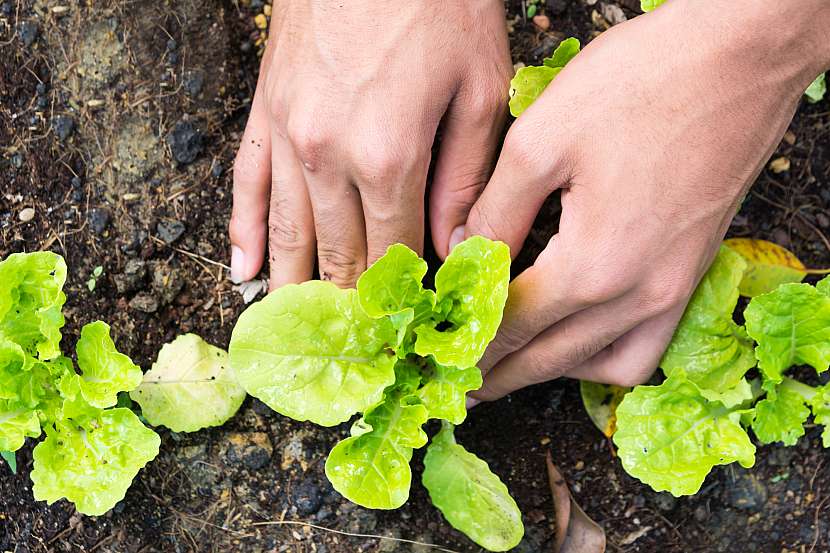 U salátu je kromě výsevu možné také předpěstování sazeniček, výsev provádějte ale už na začátku srpna, aby rostlinky řádně zesílily