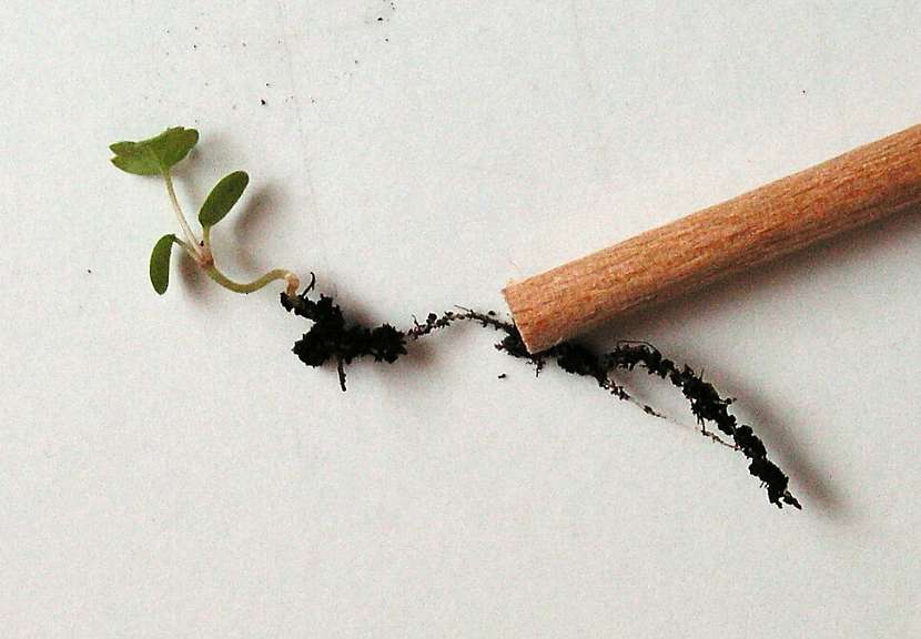 Když mají rostliny první pravý list, přepichujeme je do truhlíků, sadbovačů nebo na záhony