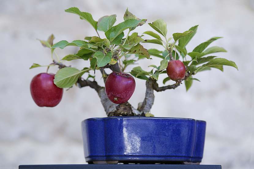 I na balkóně nebo na terase můžeme pěstovat ovocné stromky (Zdroj: Depositphotos (https://cz.depositphotos.com))