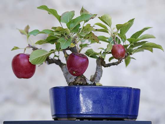 I na balkóně nebo na terase můžeme pěstovat ovocné stromky (Zdroj: Depositphotos (https://cz.depositphotos.com))
