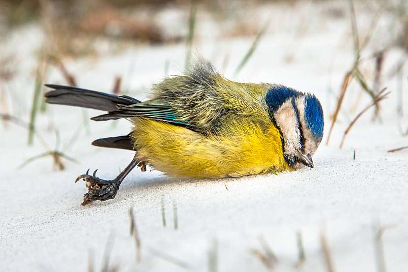 Smrtelná krmítková nákaza hrozí při zimním přikrmování ptactva (Zdroj: Depositphotos (https://cz.depositphotos.com))
