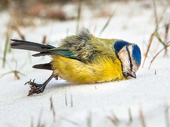 Smrtelná krmítková nákaza hrozí při zimním přikrmování ptactva (Zdroj: Depositphotos (https://cz.depositphotos.com))