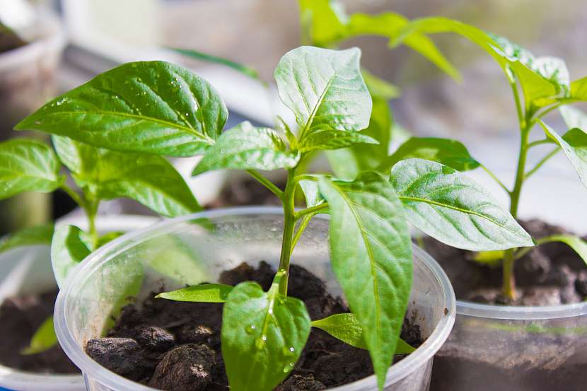 Při předpěstování paprik nezapomeňte na vhodnou odrůdu, kvalitní substrát a také vhodné prostředí pro růst bez výkyvů teplot (Zdroj: Depositphotos (https://cz.depositphotos.com))