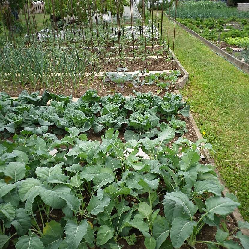 Záhony zeleniny budou pro začínající zahrádkáře královskou odměnou (Zdroj: Ludmila Dušková)