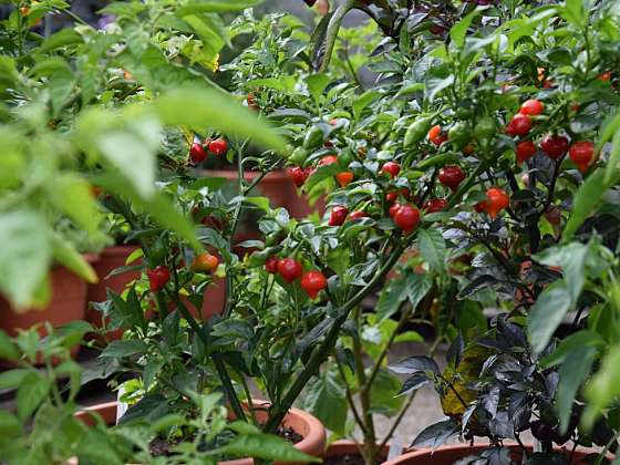 Nejdříve je třeba si vybrat vhodnou odrůdu chilli papriček