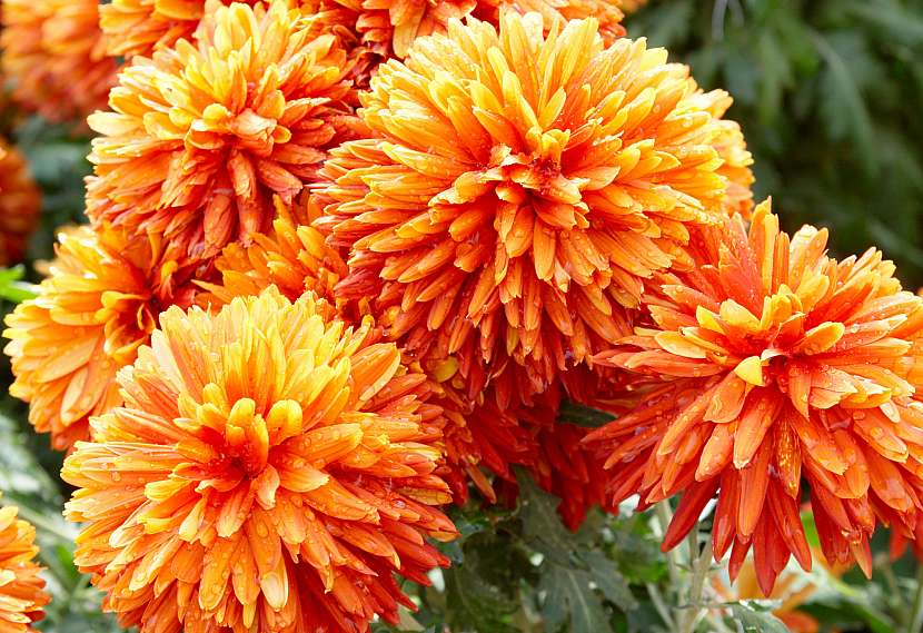 Chryzantémy na zahradě i v nádobách jsou hvězdami podzimu (Zdroj: Depositphotos (https://cz.depositphotos.com))