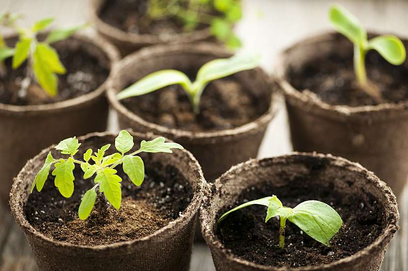 Jakmile mladé rostlinky zesílí, můžeme je přepikýrovat do záhonu nebo skleníku