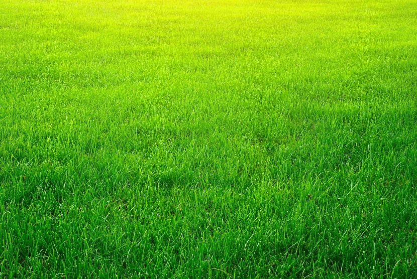 Zelený anglický trávník